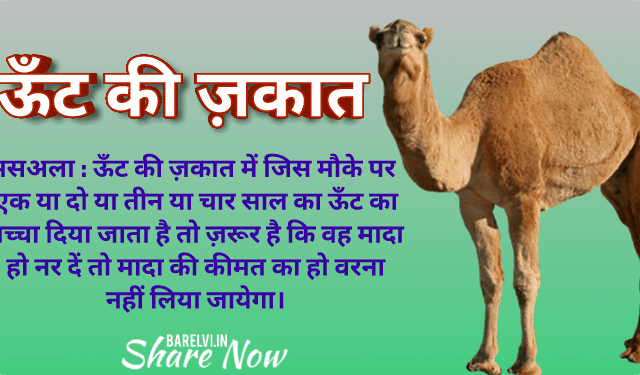 Camel Ki Zakat